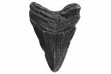 Fossil Megalodon Tooth - South Carolina #299641-1